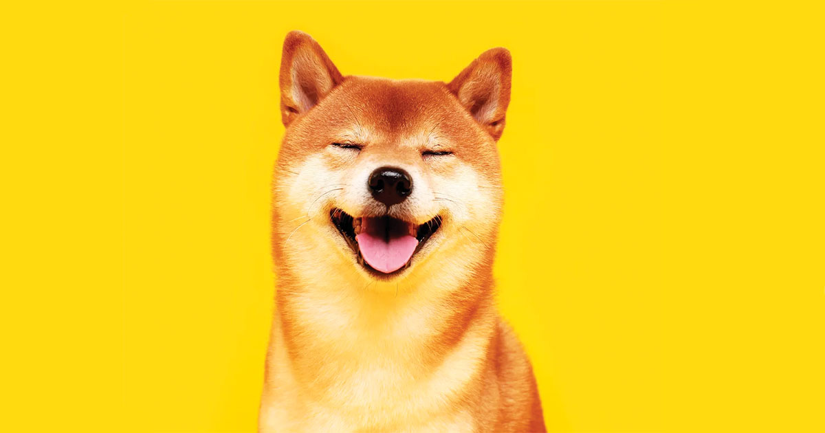shiba pump it again