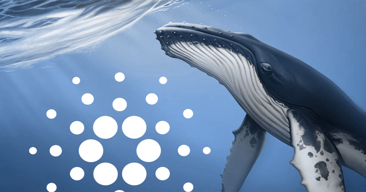 ada whales increase