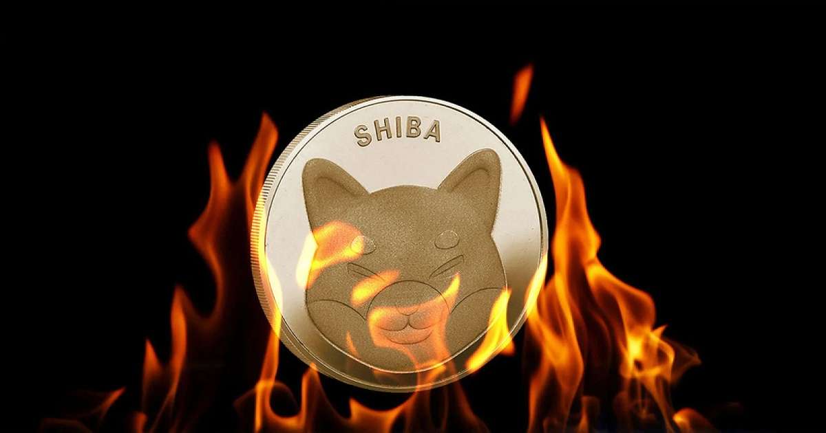 shiba 3