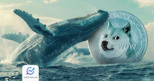 doge whales