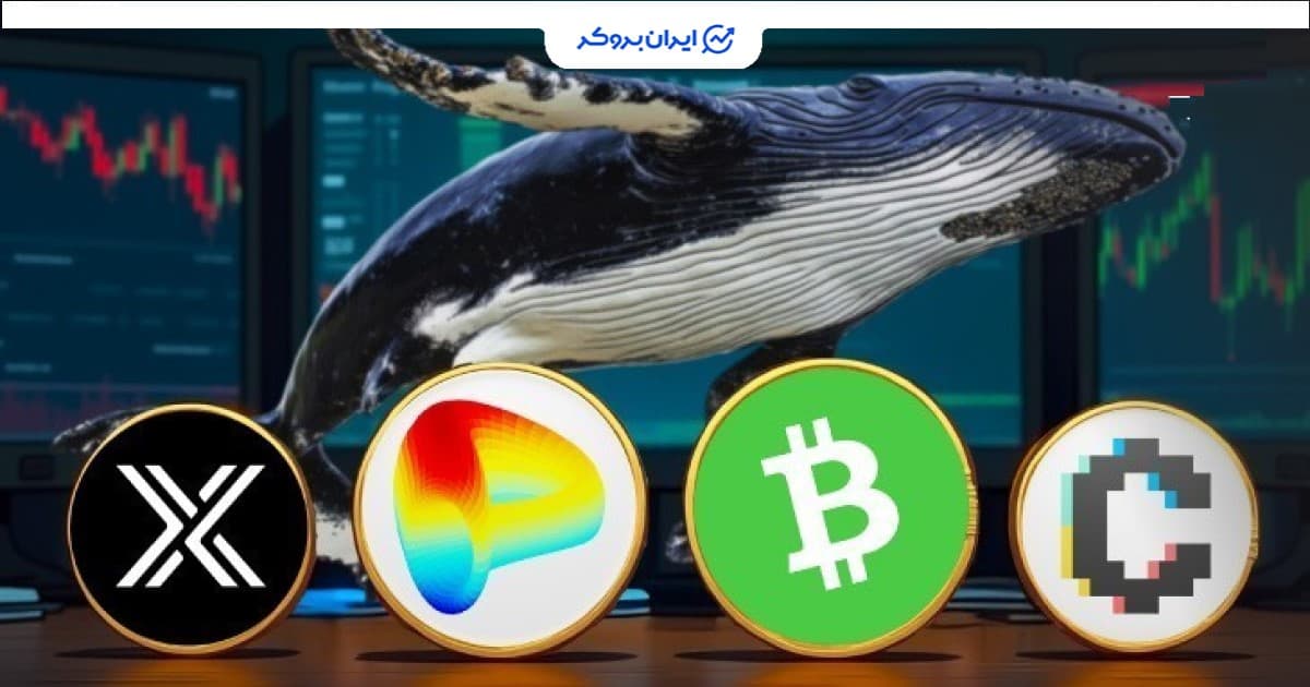 ۴ آلت کوینی که نهنگ ها زیر نظر دارند